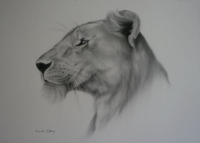 Lioness Drawing High-Quality