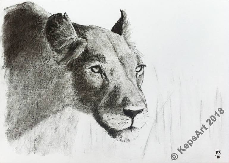 Lioness Drawing Image