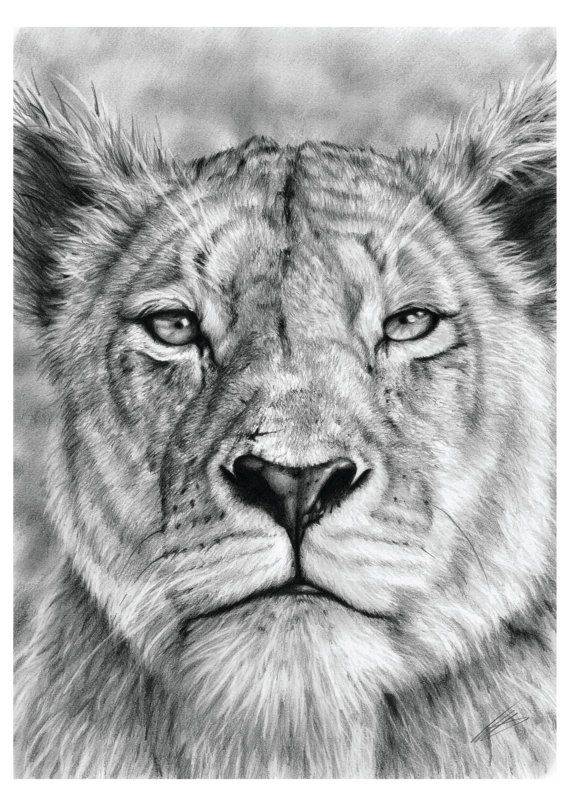 Lioness Drawing Pic