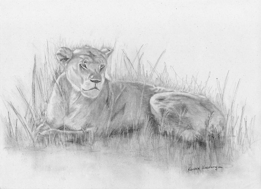 Lioness Drawing Pics