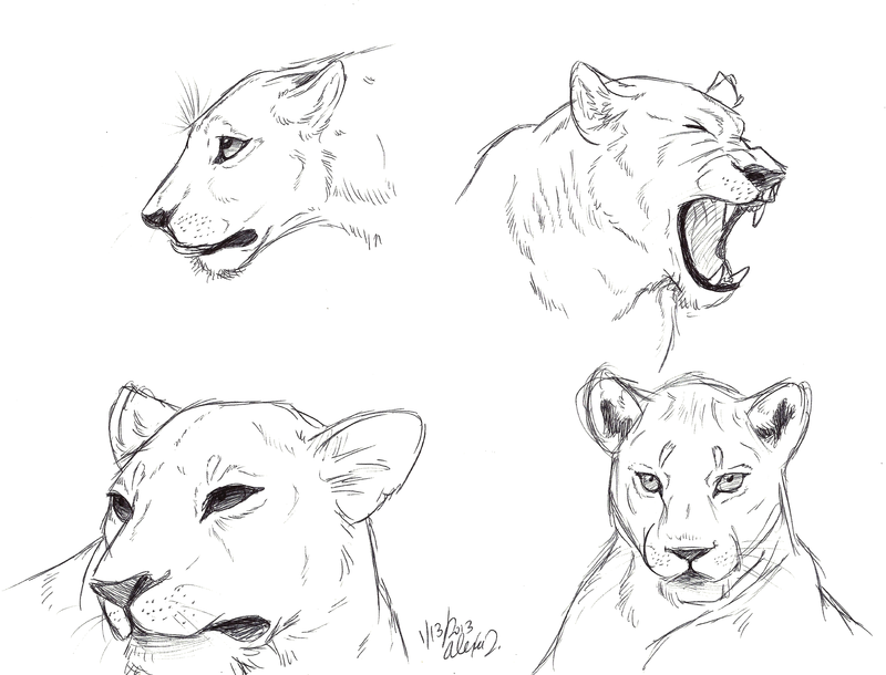 Lioness Drawing Picture