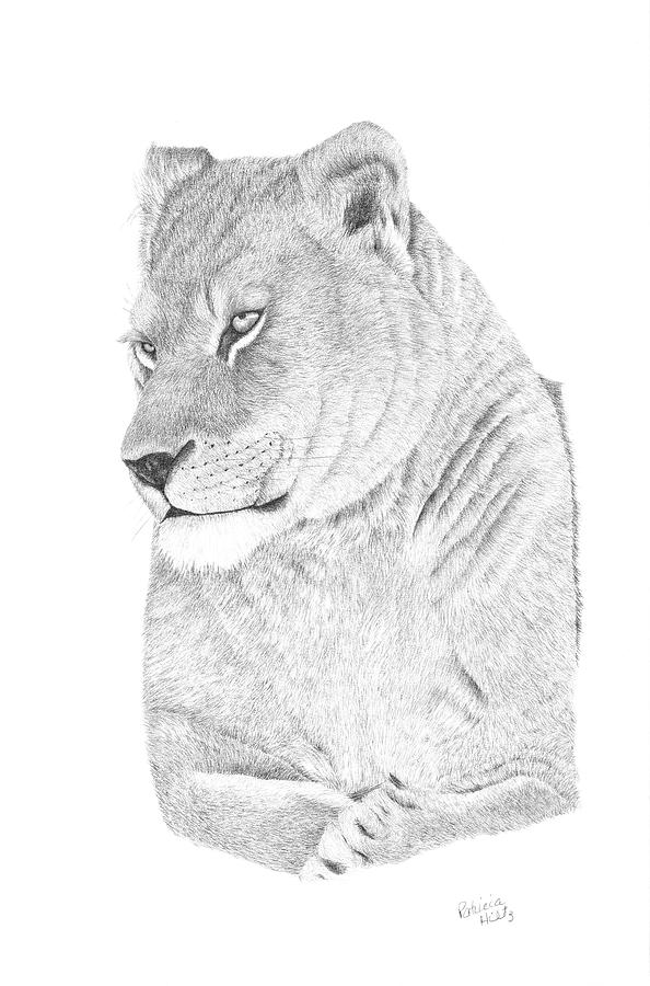 Lioness Drawing Pictures