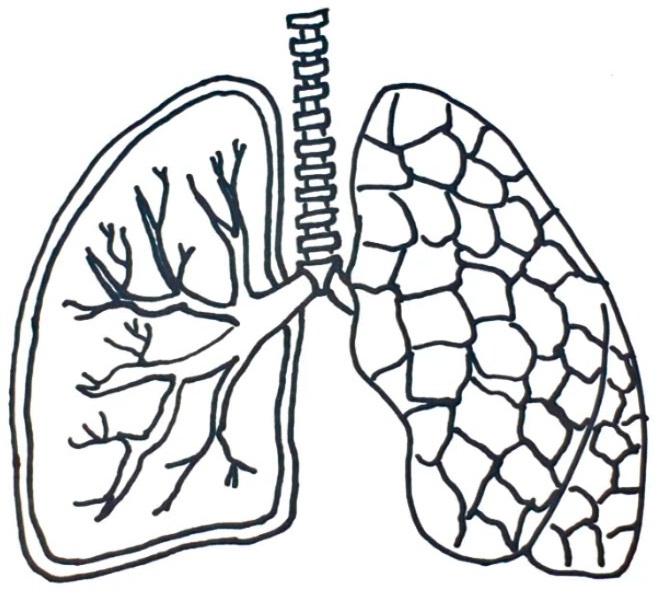 Lungs Drawing Image