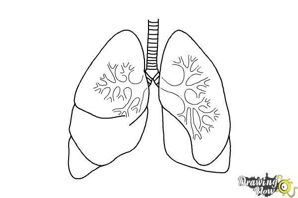 Lungs Drawing Pics