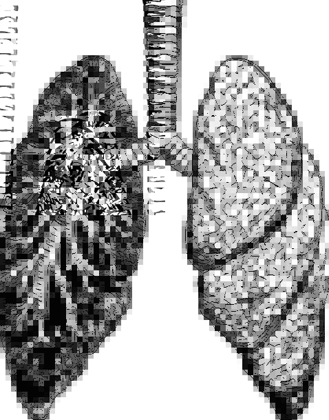Lungs Drawing