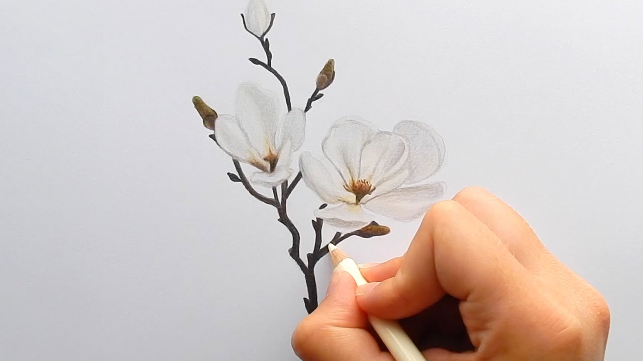 Magnolia Drawing Amazing