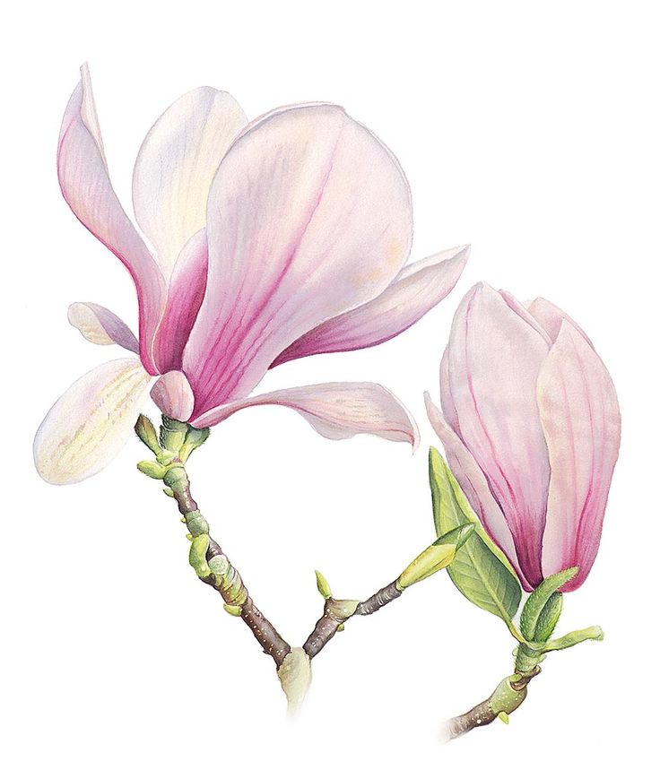 Magnolia Drawing Art
