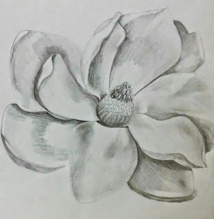 Magnolia Drawing Beautiful Image
