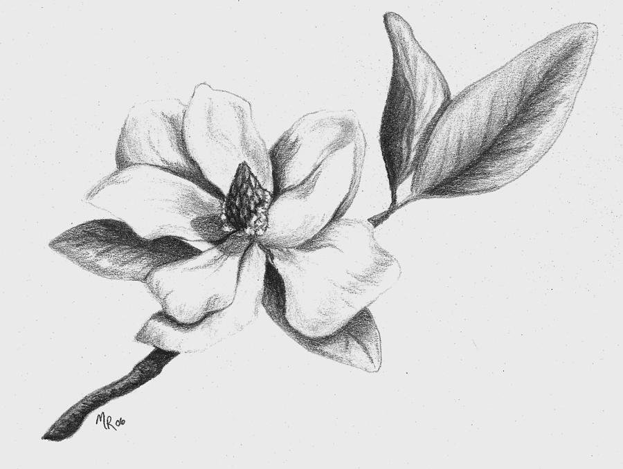 Magnolia Drawing Best
