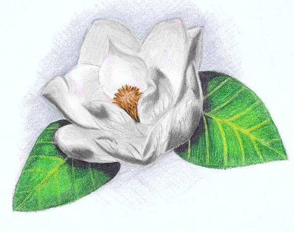 Magnolia Drawing High-Quality