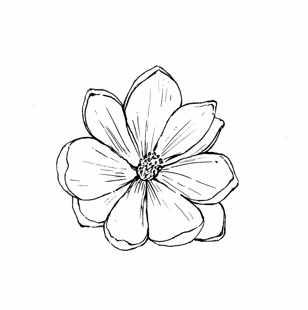 Magnolia Drawing Image
