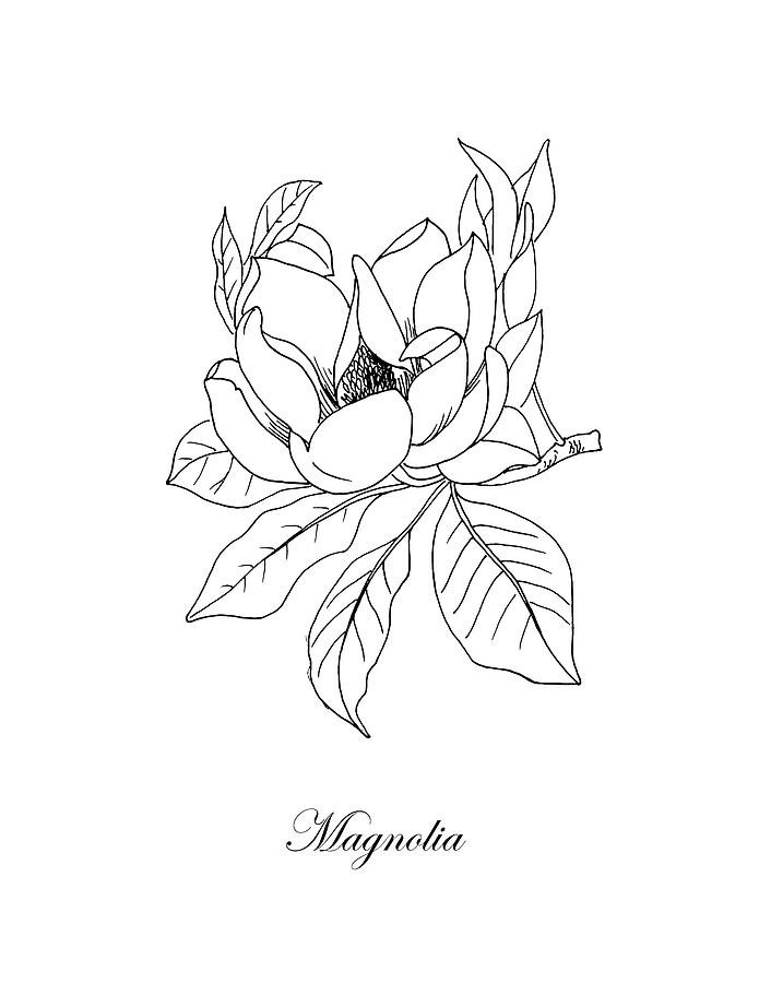 Magnolia Drawing Photo