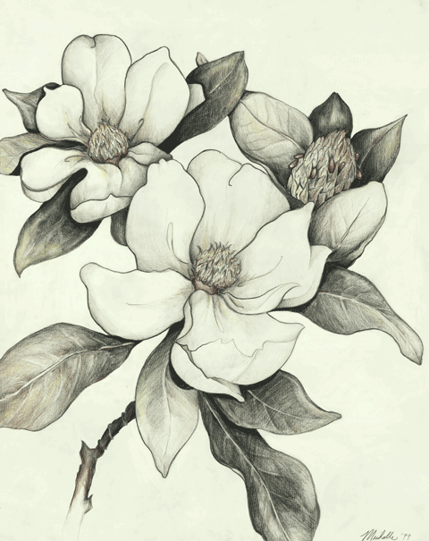 Magnolia Drawing Pics