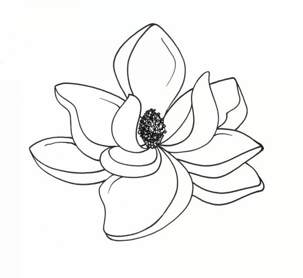 Magnolia Flower Drawing Step By Step