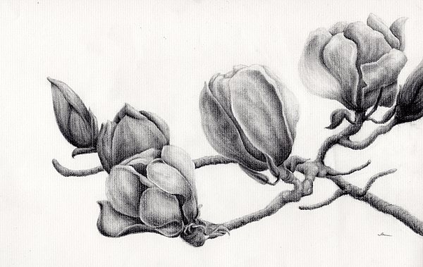 Magnolia Drawing Realistic