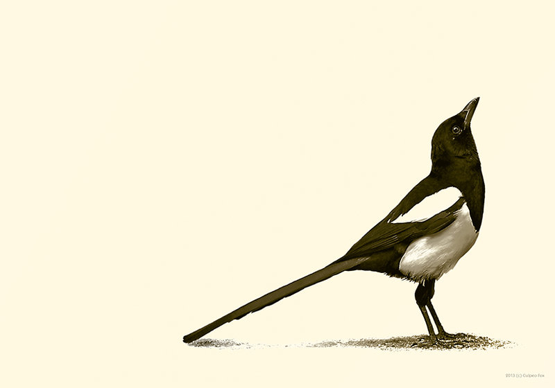 Magpie Drawing Amazing