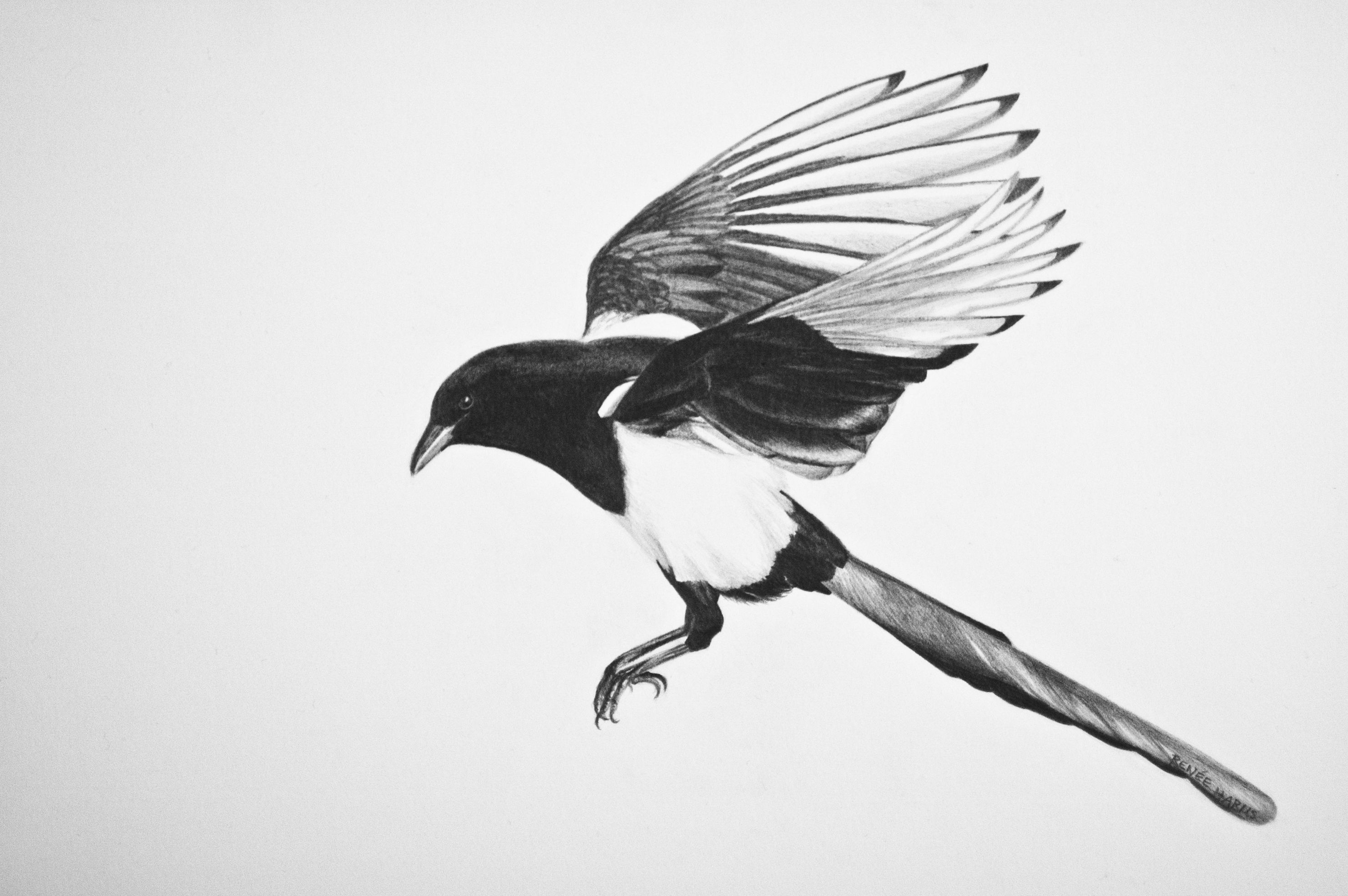 Magpie Drawing Art