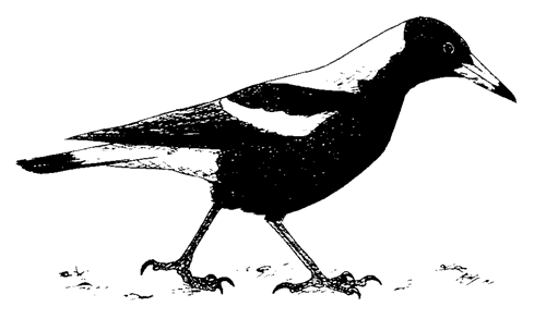 Magpie Drawing Beautiful Image