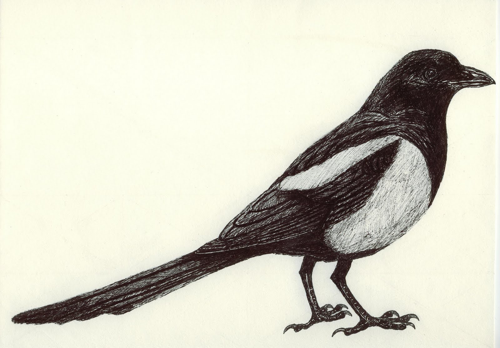 Magpie Drawing Best