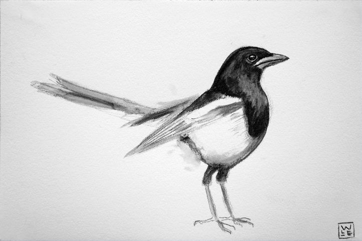 Magpie Drawing High-Quality