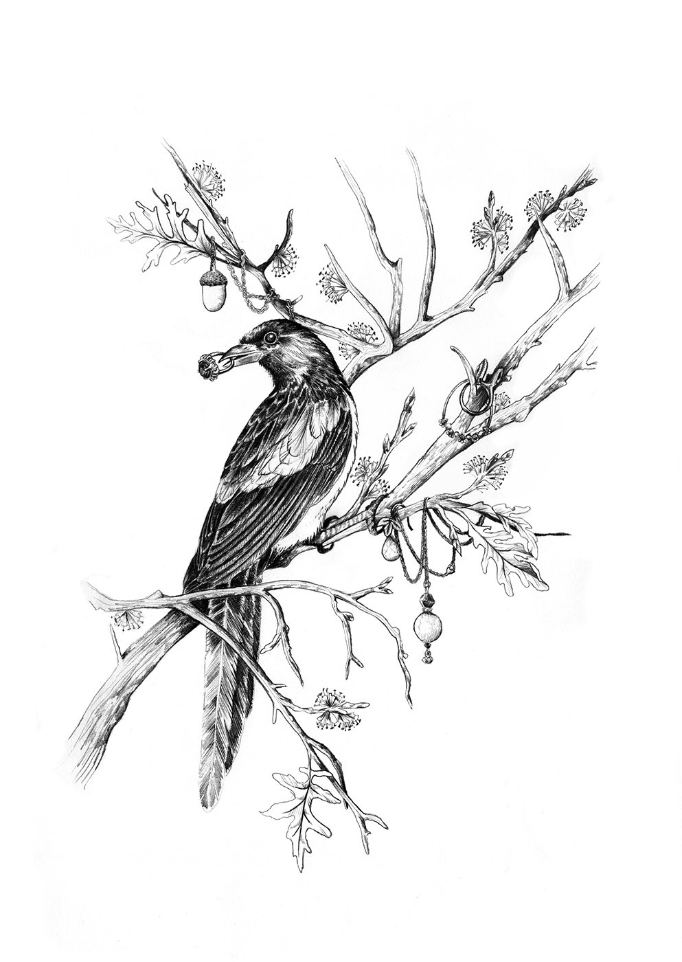 Magpie Drawing Images