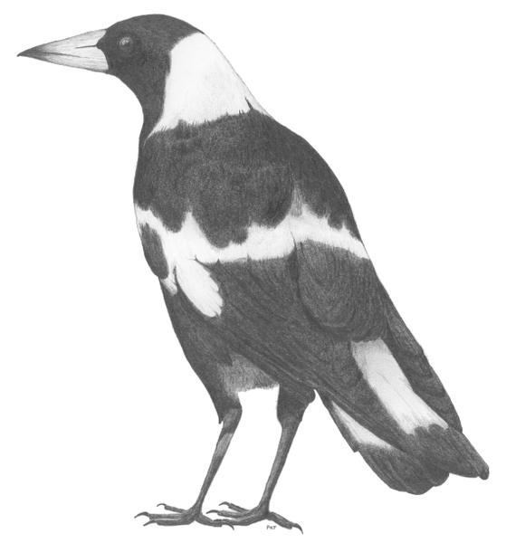 Magpie Drawing Pic