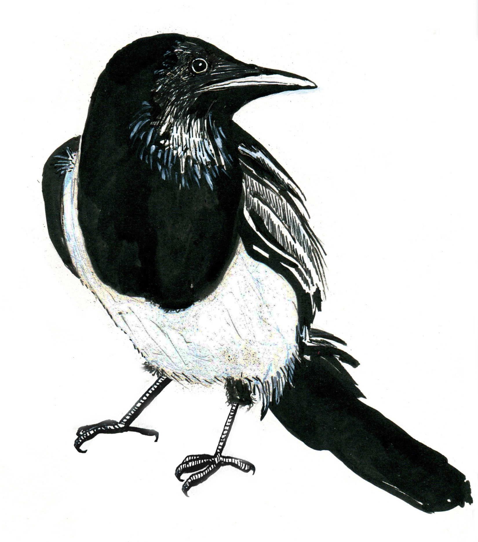 Magpie Drawing Pics