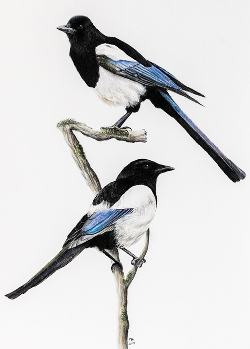 Magpie Drawing Pictures