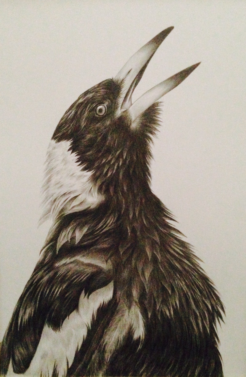 Magpie Drawing Realistic