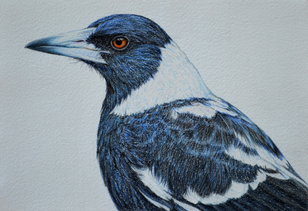 Magpie Drawing Sketch