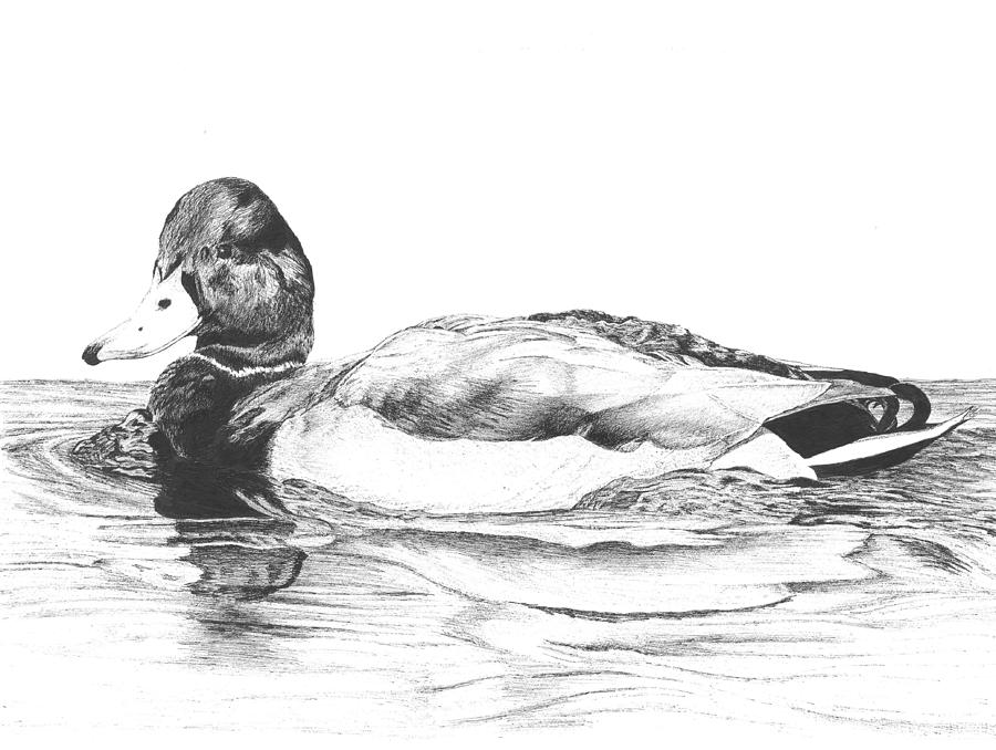 Mallard Drawing Pictures