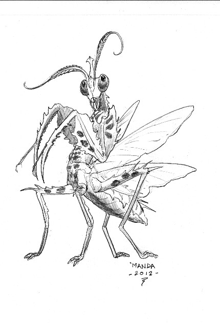 Mantis Art Drawing