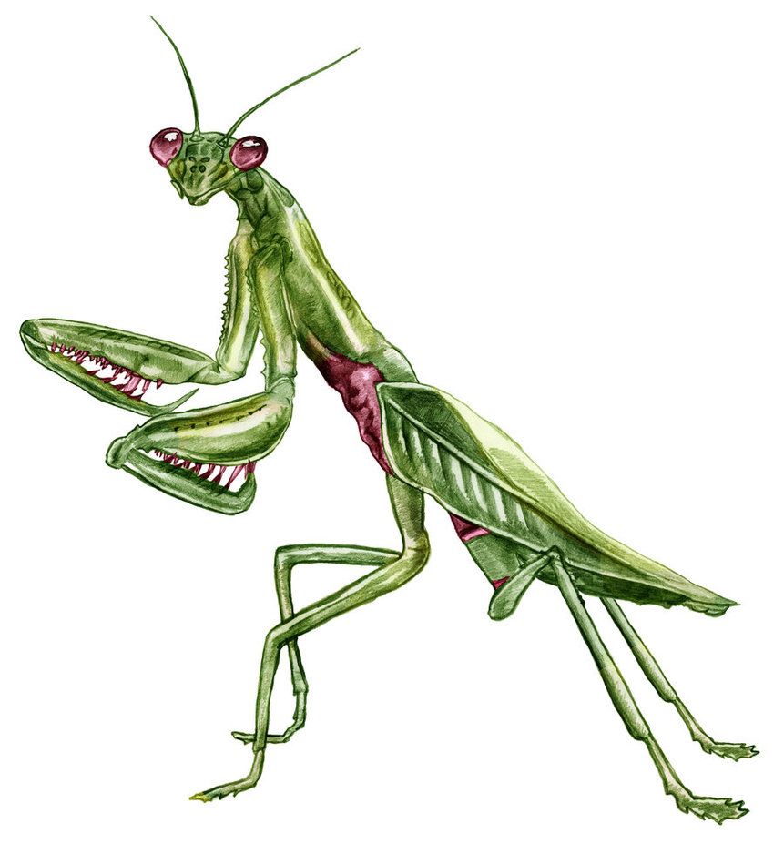 Mantis Drawing Image