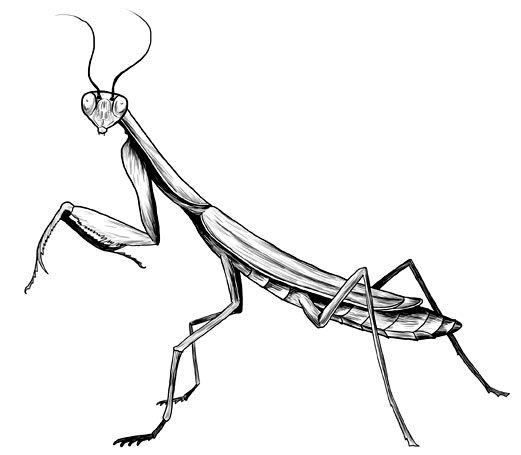 Mantis Drawing Photo