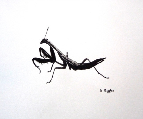 Mantis Drawing Realistic