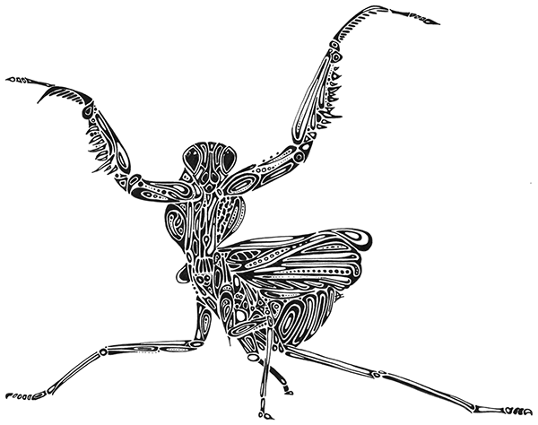 Mantis Drawing
