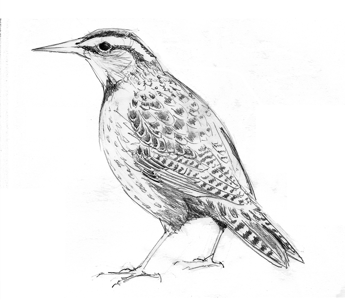 Meadowlark Drawing Beautiful Image