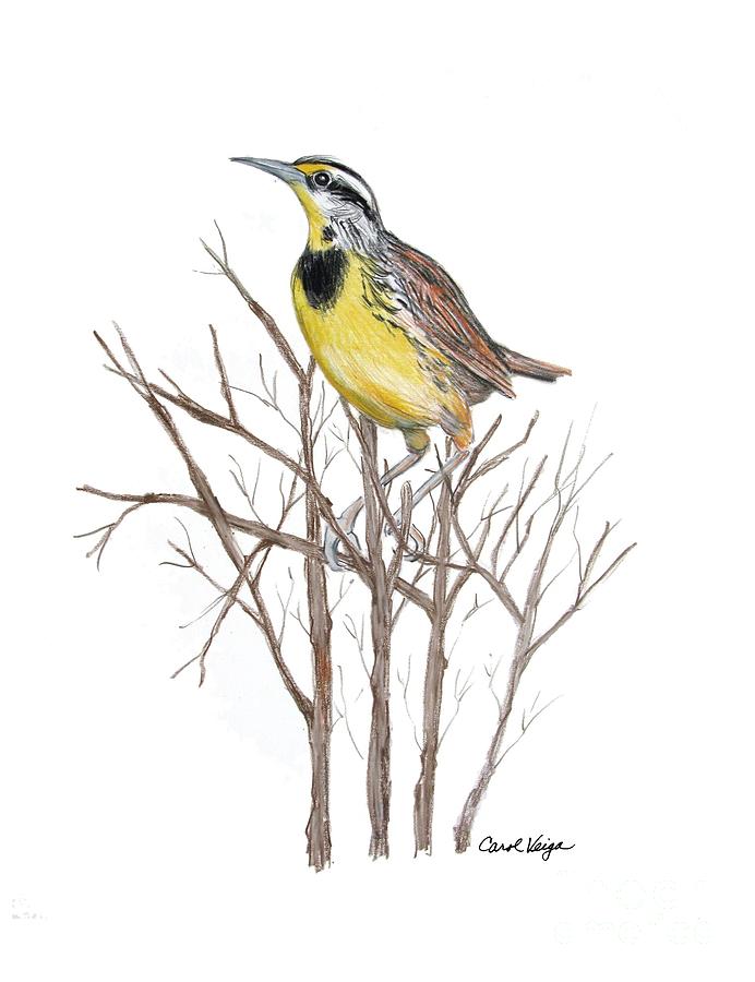 Meadowlark Drawing Image