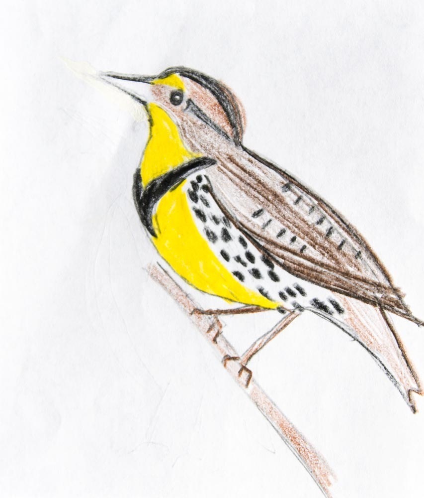 Meadowlark Drawing Pic