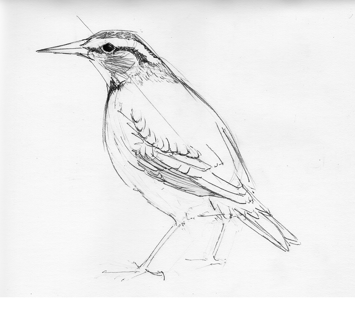 Meadowlark Drawing Realistic