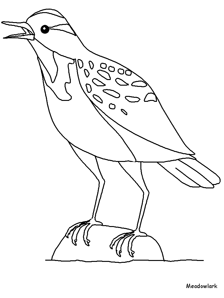 Meadowlark Drawing Sketch