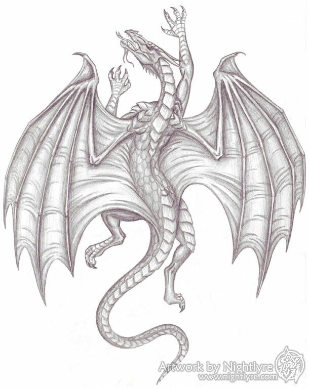 Medieval Dragon Drawing Photo