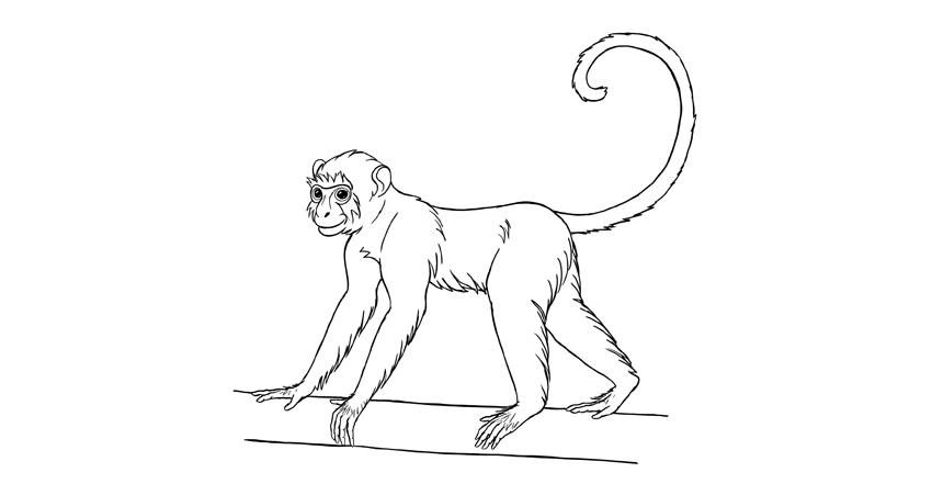 Monkey Drawing Amazing