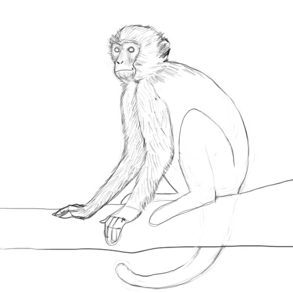 Monkey Drawing Best