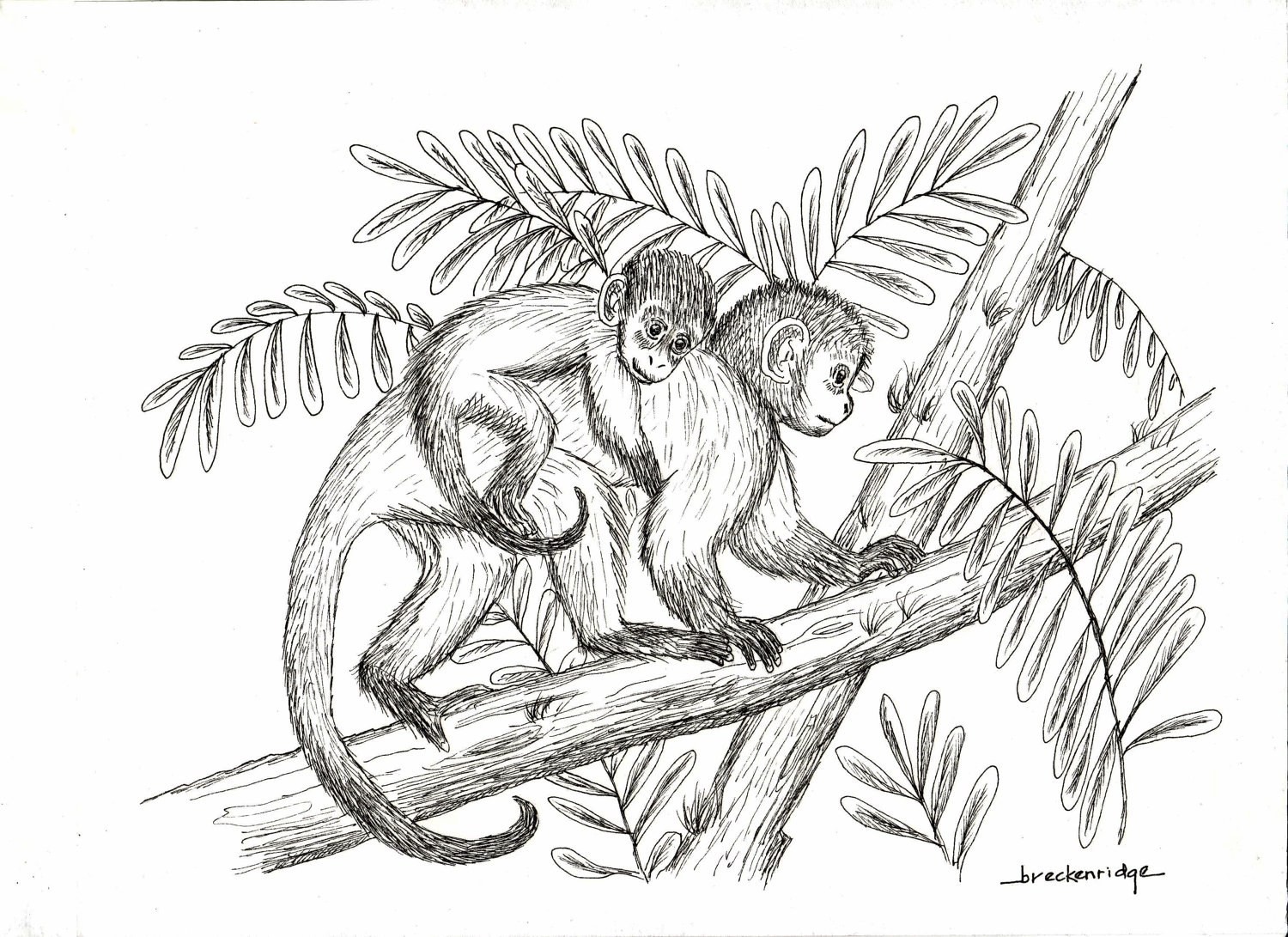 Monkey Drawing Pictures