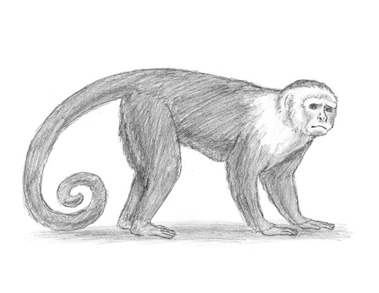 Monkey Drawing Realistic