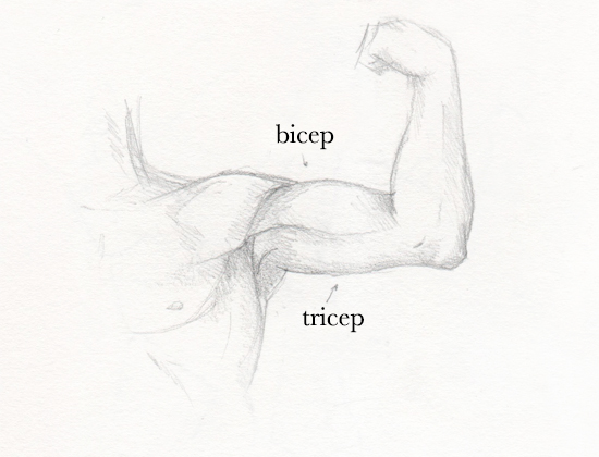 Muscles Drawing Art