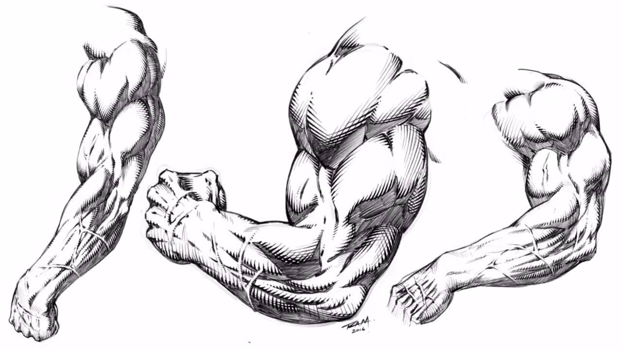 Muscles Drawing Best
