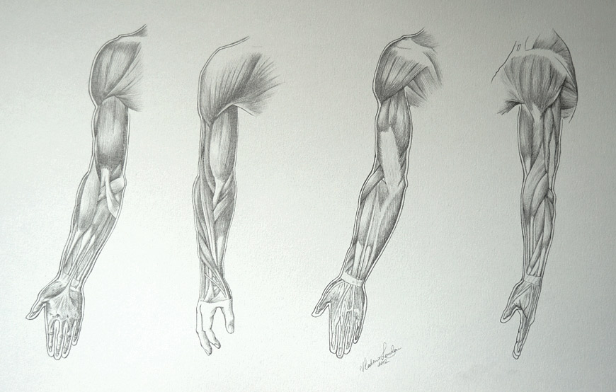 Muscles Drawing Images