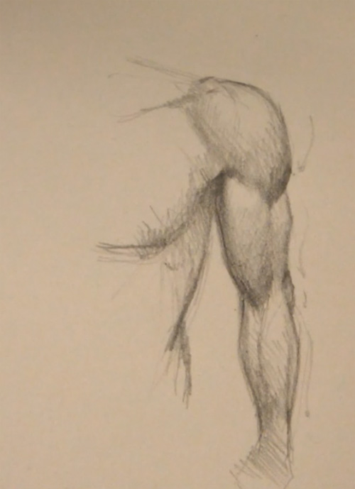 Muscles Drawing Realistic